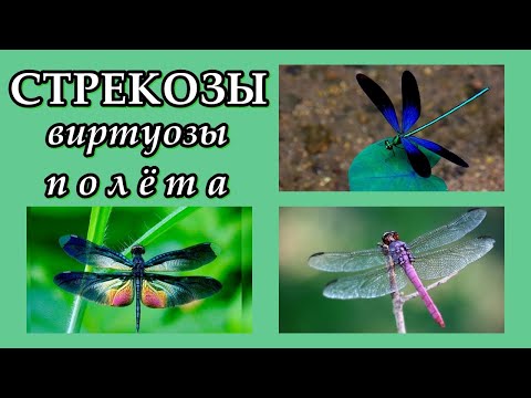 Видео: СТРЕКОЗЫ - Виртуозы полёта