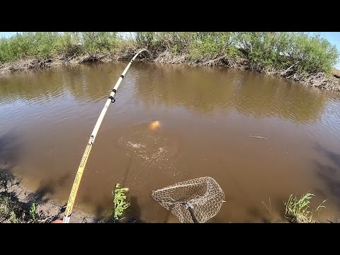 Видео: НЕ ОЖИДАЛ ТАКОГО!!! ТОЛЬКО ЗАКИНУЛ И СРАЗУ КЛЮНУЛ САЗАН!   ВЕЧЁРКА НА ДОНКИ В ОЧЕНЬ КРАСИВОМ МЕСТЕ