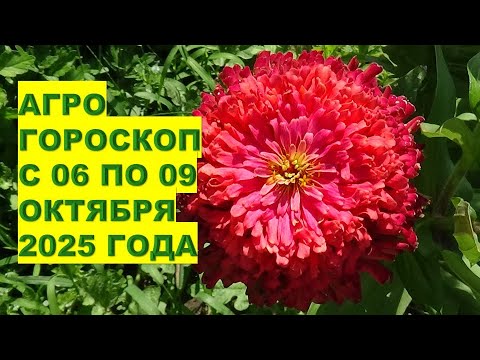 Видео: Что делать в саду с 6 по 9 октября 2025 года?
