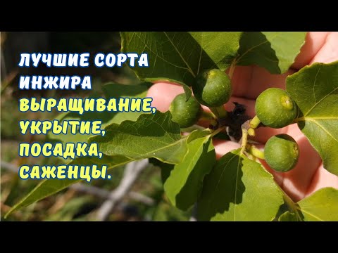 Видео: Какие сорта инжира посадить