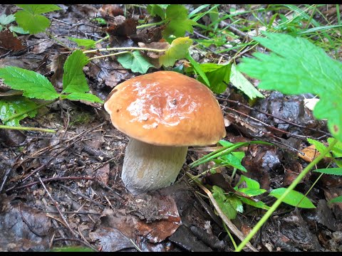 Видео: СОБИРАЯ ГРИБЫ В ЛЕСУ НАТКНУЛСЯ НА ЧЕРЕП ДИКОГО ЖИВОТНОГО.