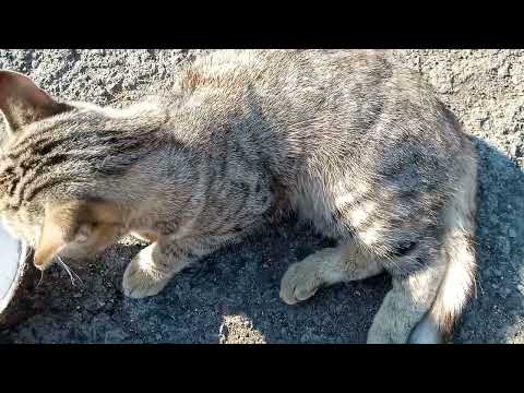 Видео: Молоко в реку -кота на мясо