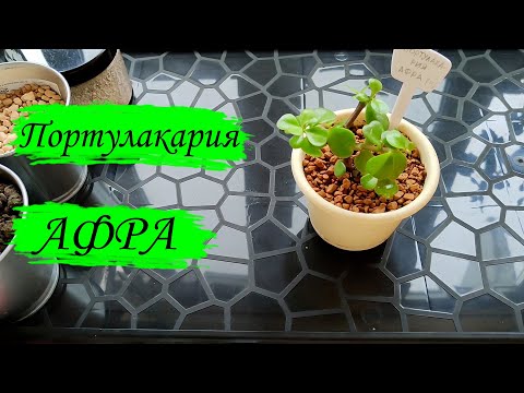 Видео: Портулакария АФРА. Пересадка. Уход