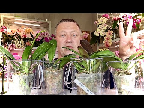 Видео: СЕМЬ новых ОРХИДЕЙ Биг Липов пересадка орхидей ПОДРОБНОЕ ВИДЕО для НОВИЧКОВ