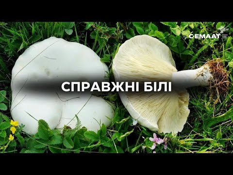 Видео: СПРАВЖНІ БІЛІ
