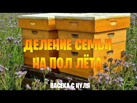 Видео: Деление семьи на пол-лёта. Пасека с нуля