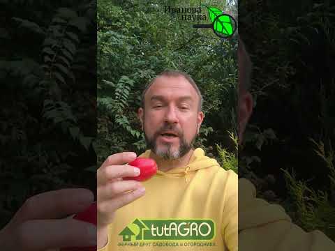 Видео: ПЕРВЫЕ СИМПТОМЫ РАКА: это ДОЛЖЕН знать каждый. Как не допустить к себе рак. Эта бактерия даёт рак!