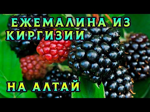 Видео: Как размножить ежемалину? Показываю как мы в Киргизии взяли себе черенки вкусной, плодоносной ягоды