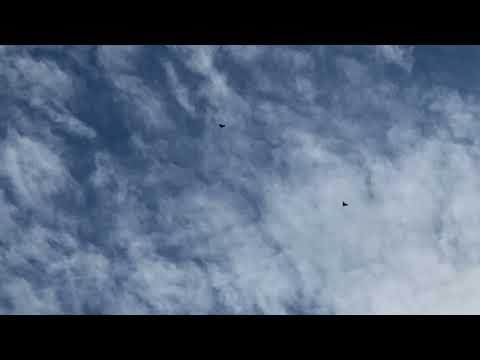 Видео: Голуби.прокидываю небольшими группами 12.10.2025