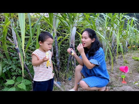 Видео: В этом году сахарный тростник растет хорошо. Он свежий, сладкий и полный влаги.