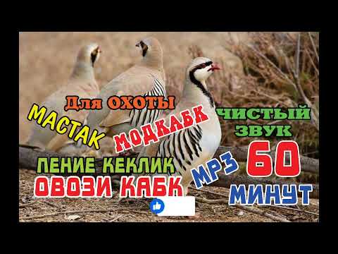 Видео: Овози кабк кеклик калик пение каклик мастак модкабк шикор 60 минут