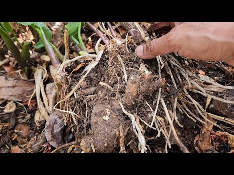 Видео: Деление калл