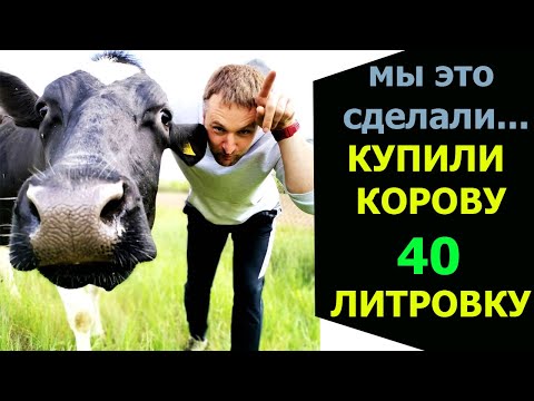 Видео: Мы это сделали... Купили коровку 40 литровку