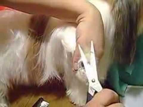 Видео: груминг шитцу в домашних условиях 3 часть.