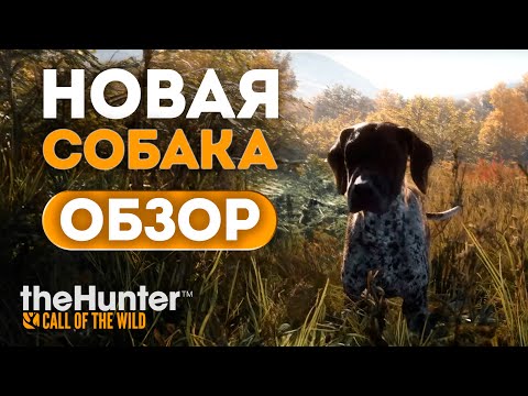 Видео: theHunter Call of the Wild - ПЕРВЫЙ ВЗЛЯД  - Курцхаар - Новыя собака