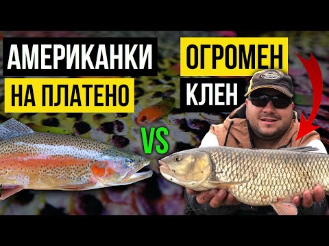 Видео: СЕЧ на ПЪСТЪРВИ и ОГРОМЕН кефал на платена локва!