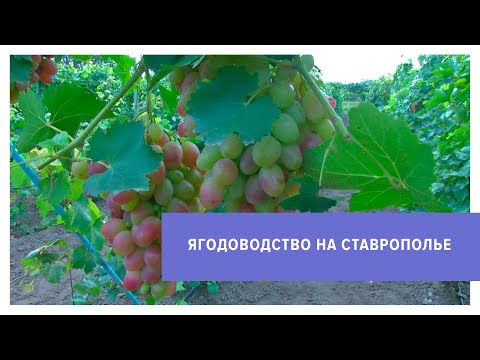 Видео: Какие ягоды выращивают на Ставрополье?