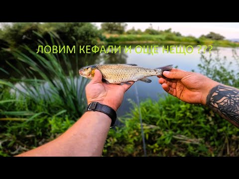 Видео: ТРЪГНАХ ЗА КЕФАЛИ, А КАКВО ХВАНАХ ???