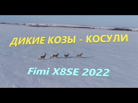 Видео: Дикие козы - косули, охота с дрона #FimiX8SE2022