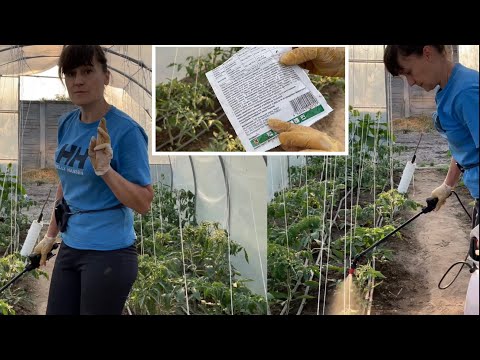 Видео: Обработка Помидоров от ФИТОФТОРЫ