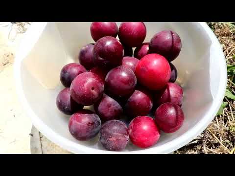 Видео: МОИ УРОЖАИ 29 ИЮНЯ