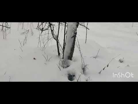 Видео: Охота на куницу 24-25г. Очередная проверка 10.12.24  трофей добыт!!!