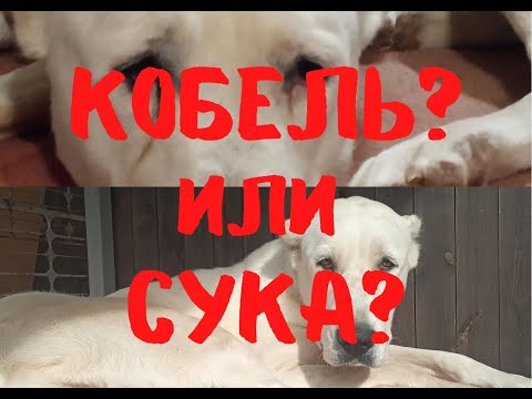 Видео: Алабай. Выбор Алабая. История заводчика-любителя.