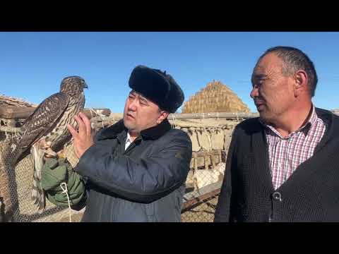 Видео: Ардаби Мәулетұлы әулетіндегі құсбегілік өнер туралы 2