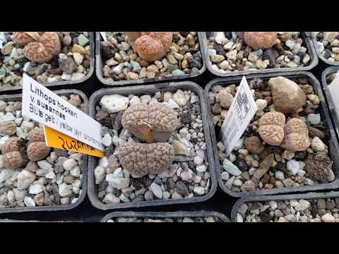 Видео: Коллекция литопсов.Полив,литопсы хотят пить.Советы по уходу.lithops "drink"