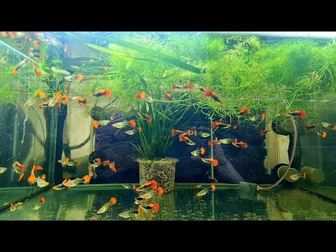 Видео: Гуппи Кои Тукседо. И работа другая