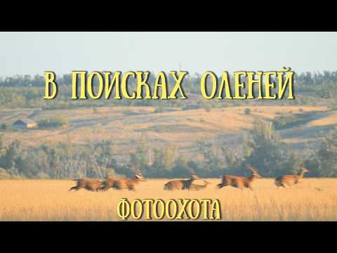 Видео: Два дня в лесу с оленями. Природная фотография.