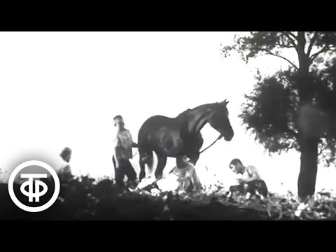 Видео: Здравствуйте, лошадь. Документальный фильм (1968)