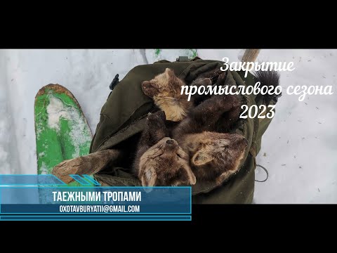 Видео: Закрытие промыслового сезона 2023 в Сибири. Несу соболей, завожу приваду. Таёжный быт.