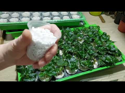 Видео: 🌺Укореняйте бегонию правильно🌺             🏵моя группа https://vk.com/club188931022🏵