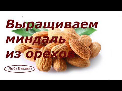 Видео: Выращиваем миндаль из орехов