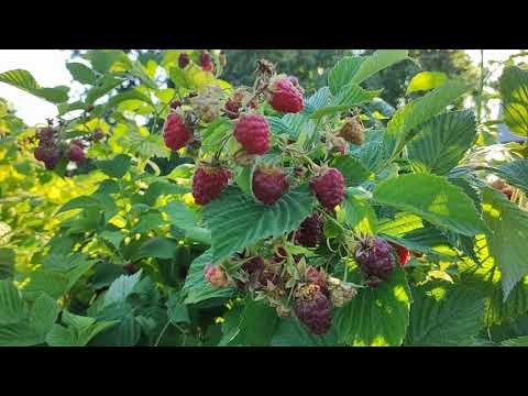 Видео: Секрет больших урожаев малины