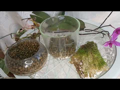 Видео: Пересадка ОРХИДЕИ после ОМОЛОЖЕНИЯ в ЗАКРЫТУЮ СИСТЕМУ ЖИВОЙ мох , КЕРАМЗИТ