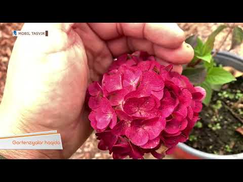 Видео: гортензия / Hydrangea arborescens