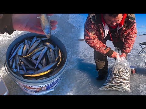 Видео: Бешенный клев корюшки! Озеро Изменчивое Сахалин