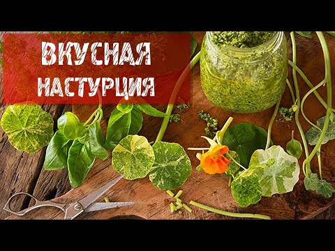 Видео: ВКУСНАЯ НАСТУРЦИЯ