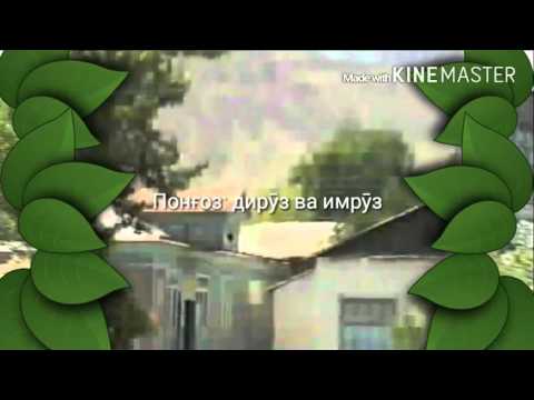 Видео: Понгоз