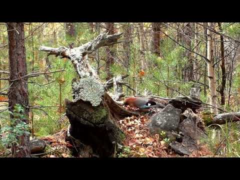 Видео: Встречаем Октябрь с Нарядной Красавицей!