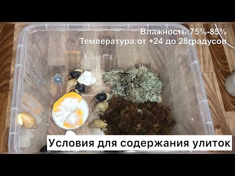 Видео: Что нужно знать об улитках?Содержание|Уход|Температура в контейнере и влажность