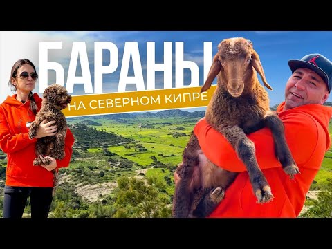 Видео: Бараны на Северном Кипре | Северный Кипр