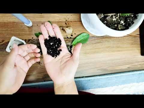 Видео: ДОЛЛАР ГҮЛІН КӨБЕЙТУ. ДОЛЛАР ГҮЛІН ТЕЗ КӨБЕЙТУ. ГҮЛДЕР ӘЛЕМІ, ҮЙ ГҮЛДЕРІ КҮТІМІ