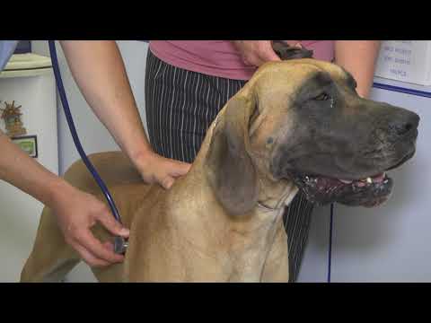 Видео: За кинологията с д-р Кънев ще ви разкажем: Как да се грижим за здравето на немския дог