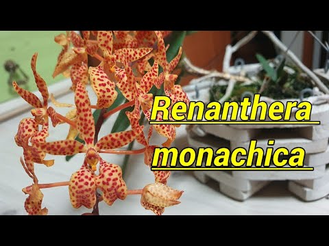 Видео: Ренантера описание и уход.(Renanthera monachica)