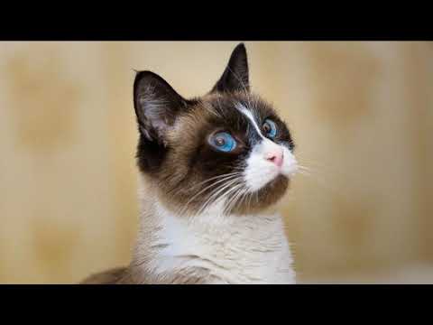 Видео: Добрая и любящая порода кошек - сноу шу!