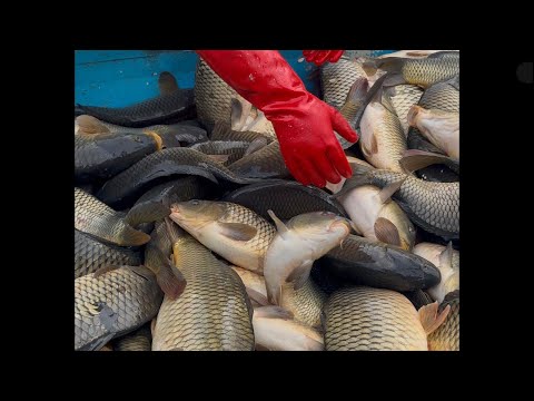 Видео: Star_fishss в прямом эфире!🌍🐟world fish