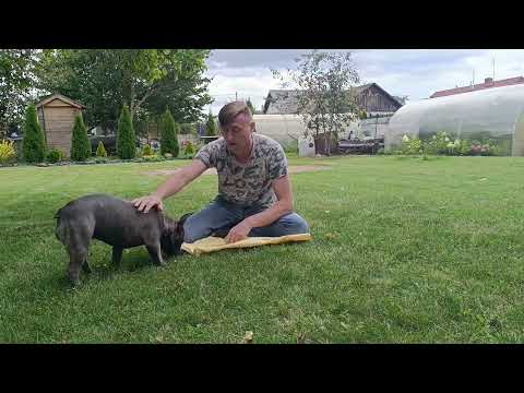 Видео: Французский бульдог, моё мнение.